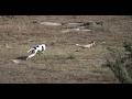Greyhounds Vs Fox 2024 Clever Fox Vs Hunting Dogs 2024 ExplorePotohar