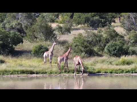 Djuma: Giraffes feeding-Pt:2 - 14:40 - 04/06/20