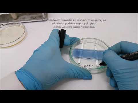 Zakładanie hodowli na agarze Nickersona