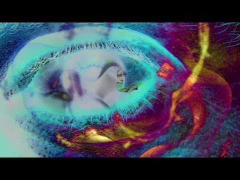 PsyTrance - Deeper in Zen - Shiva Sha