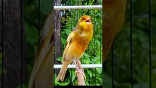 Download lagu Kenari rasa ciblek #kenarinembak #kenaripaud #kenariisianmewah #birdslover #canary #canáriobelga mp3