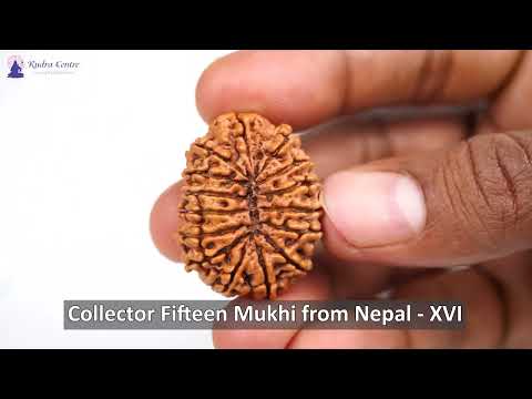 Rudraksha Product Image