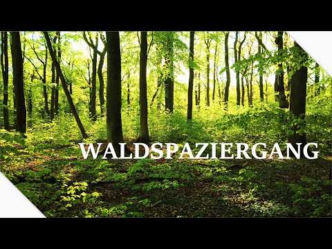 Endlich Grün im Wald ∷ Waldspaziergang im Frühling ∷ Naturgeräusche ∷ Waldgeflüster