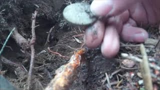 NH Beach Metal Detecting goes Relics & Coin Hunting