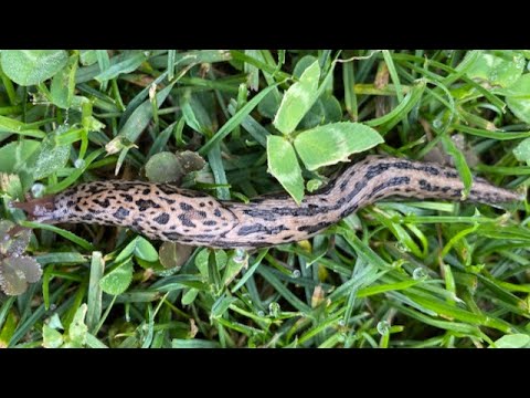 Tigerschnegel Nacktschnecke im Garten ist ein Nützling!