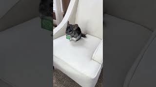 Chinchilla 101 and care with Small Pet Select. @phillychinchilly