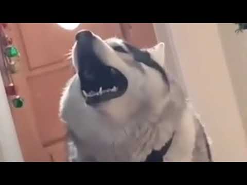 Awoooo