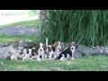 Beagle dogs for sale: Perry - Video 1
