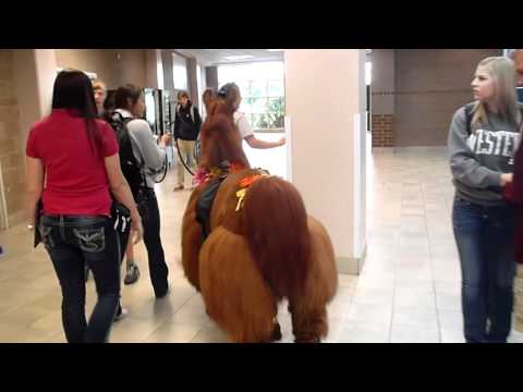 The Therapy Llama Visits the Hospital