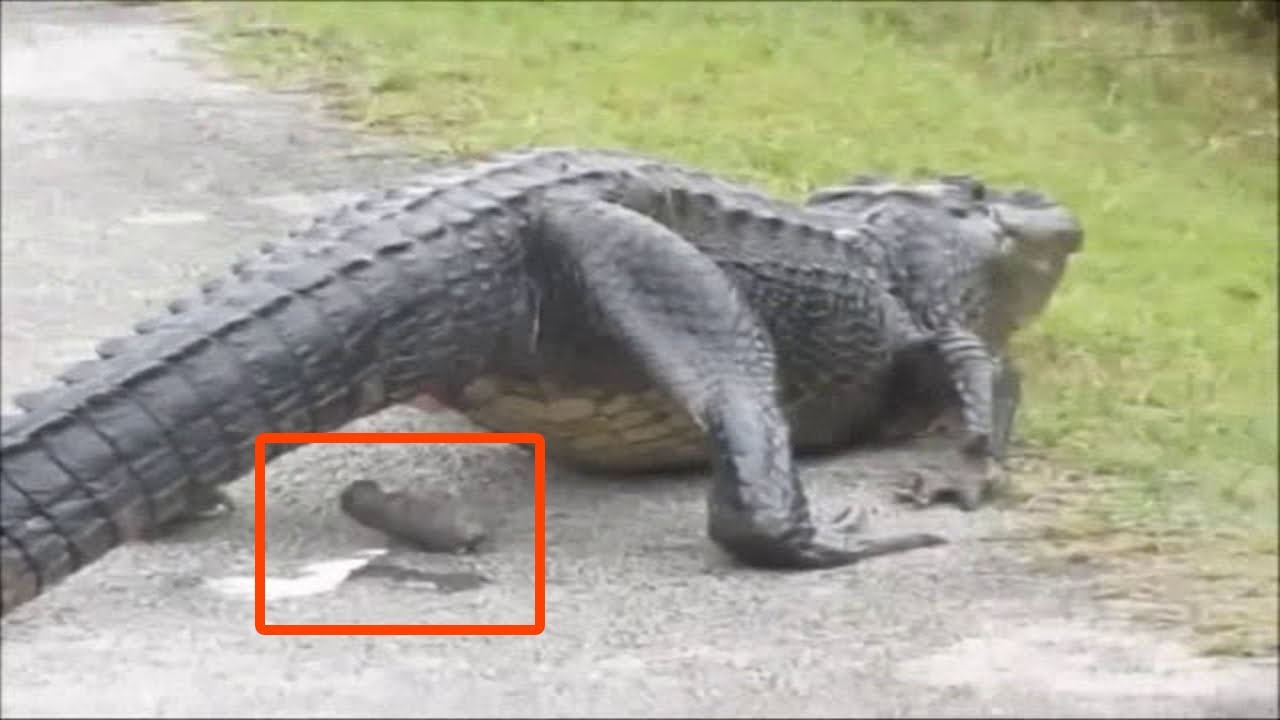 8 ANIMALES que HACEN CACA de una FORMA EXTRAÑA