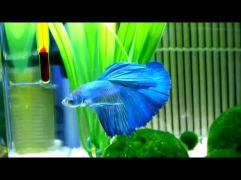 my Halfmoon Betta Fish ~ Hikki Chan (HD)