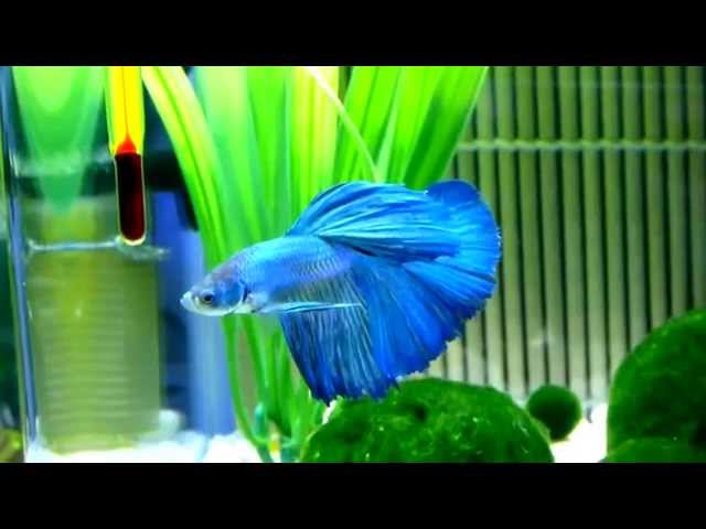 my Halfmoon Betta Fish ~ Hikki Chan (HD)
