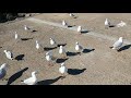 Seagulls Fighting For Food