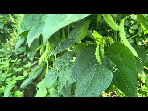 Basic principles for growing trellis beans