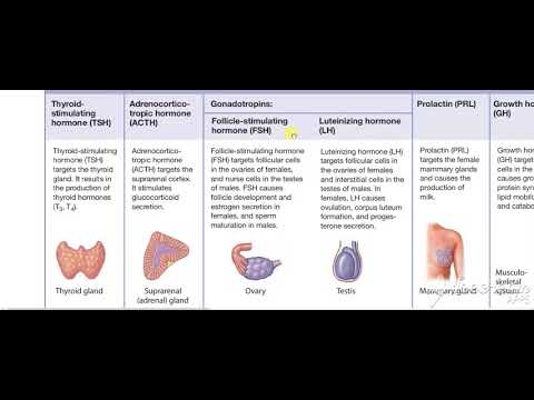 Pituitary gland function 2