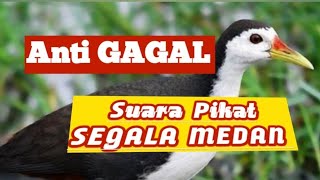 Download lagu suara pikat Ruak ruak terbaru[] Anti boncos.!!!! mp3