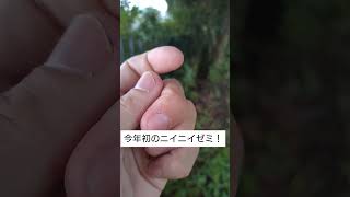 今年初ニイニイゼミゲット👍