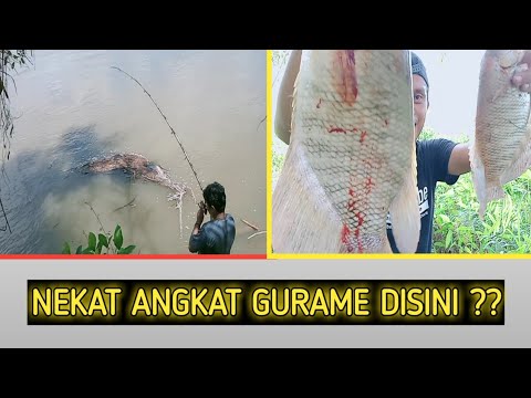 KUATNYA TARIKAN IKAN GURAME LIAR SULAWESI