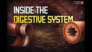 Inside the Digestive System