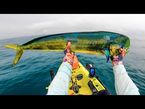 How To Catch Mahi Mahi at Los Buzos Panama