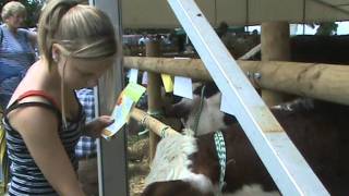 preview picture of video 'SASHA FUSSING HEREFORD CATTLE AT THE BROMYARD GALA 2011'