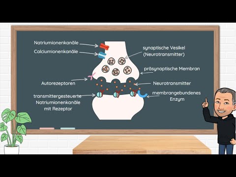 The processes at a synapse - using the cholinergic synapse as an example