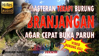 Download lagu Suara Branjangan Masteran Terapi Dan Pancingan Bunyi Cepat Buka Paruh mp3