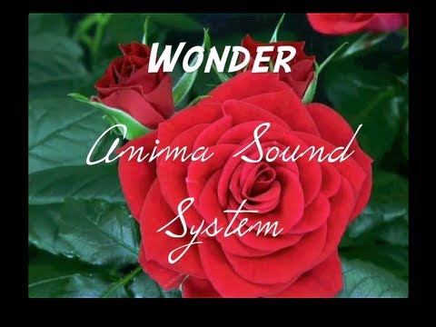 Anima Sound System - Wonder