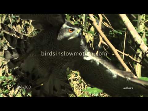 Goshawk Slow Motion Flying Through Tree shot on Phantom HD Gold