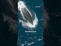 Using Their New Tactics The Orca Hunt The Largest Mammal On Earth The Blue Whale