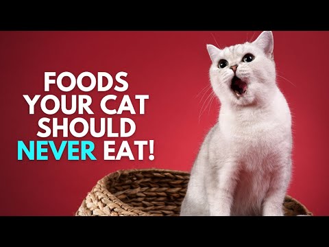 Dangerous Foods Your Cat Should Never Eat 🚫