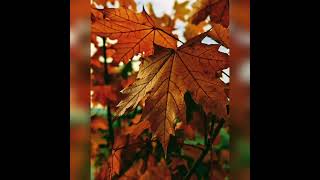 Download lagu love status ringtone 🤗 ( ˘ ³˘)♥(◍•ᴗ•◍)❤♥╣[-_-]╠♥ mp3