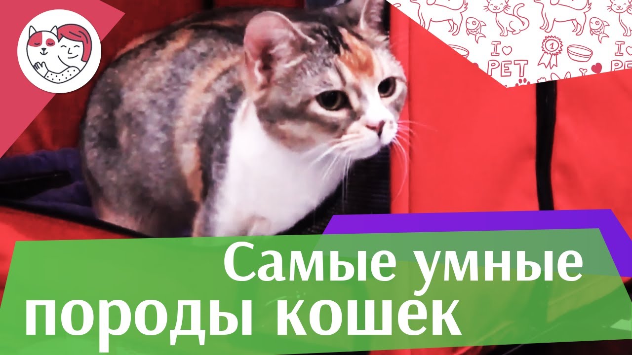 5 самых умных пород кошек на ilikepet