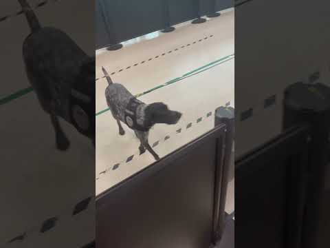 Airport Dog Leads Agents to Major Drug Bust - Drug Sniffing Dog finds drugs #Dogs #Shorts