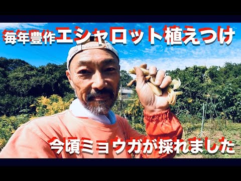 鶏はミルワームを食べることができますか? 冬に与える方法はいつですか?