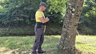 LogRay insertion into tree by manual set