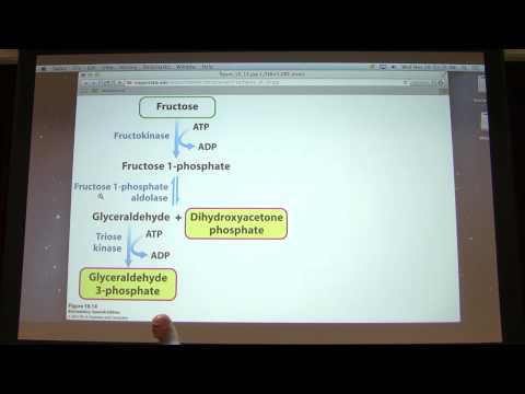 22.  Kevin Ahern's Biochemistry - Glycolysis II