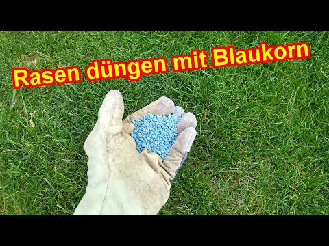 Blaukorn Dünger für den Rasen / Rasen düngen mit Blaukorn - Dosierung, Zeitpunkt Vorteile, Nachteile