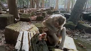 VID20241224091816 mokney moment 4