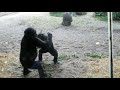Baby Gorillas Play Fight At Animal Kingdom