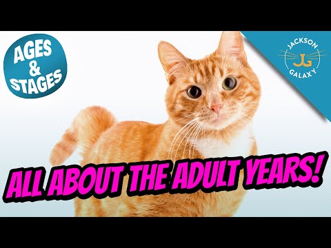 Cat Ages & Stages: All About the Adult Years! - YouTube