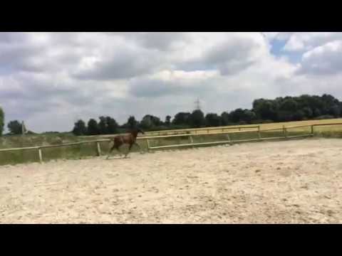 Oldenburger Bronzefuchsfohlen Fürst Jazz x De Niro