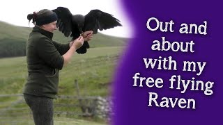 Fable the Raven | Out and about with my free flying Raven