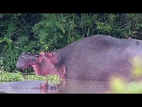 Djuma: Hippos (no audio) - 12:12 - 02/08/21