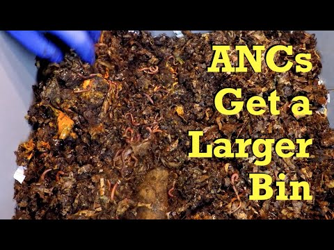 Larger dwelling for the African nighcrawler worms - vermicompost