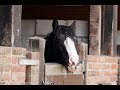 Quality Of Life Tool For Monitoring PPID Horses