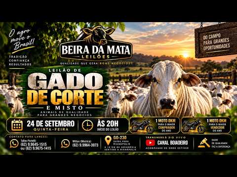 Beira da Mata Leilões - Uruana GO - Leilão de Gado de Corte em Goiás @canal.boiadeiro #live #gado
