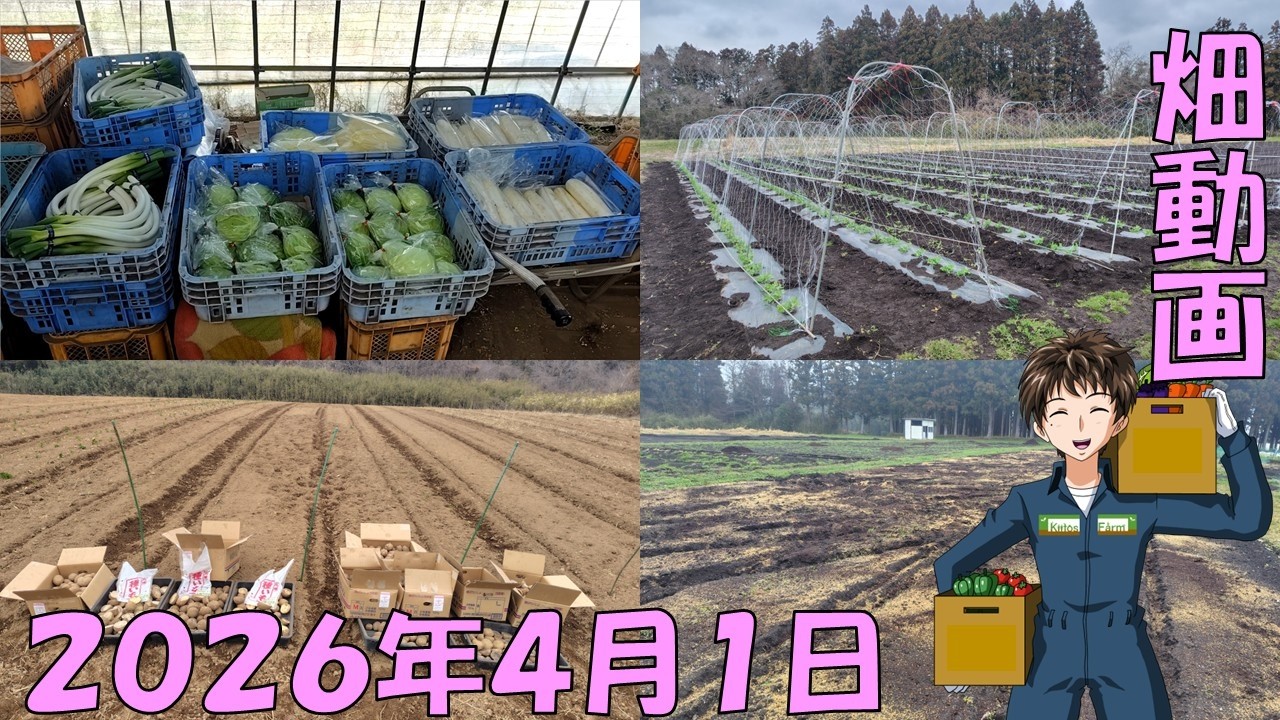 【26/4/1】イモ植えたり、ネット張ったり、堆肥撒いたり･･･農家13年目になりました。