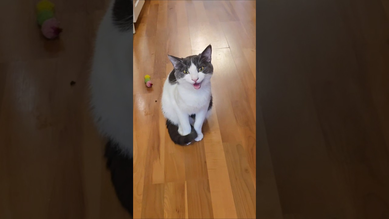 Enlarge Chili [Pepper], an adoptable Domestic Short Hair in Lacey, WA video 5/5