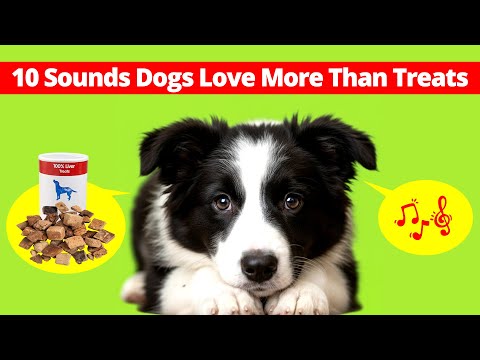10 Sounds Dogs Love More Than Treats 🐶